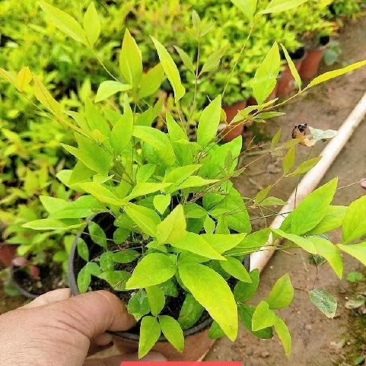 临朐县红叶南天竹盆栽 红叶南天竹