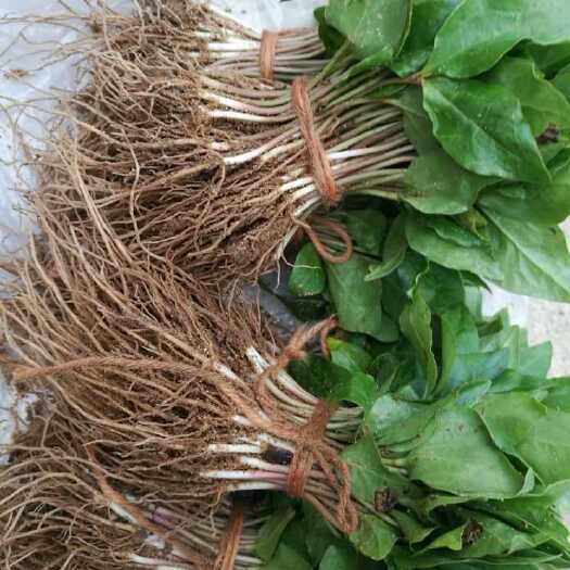  本合作社每年清明节后有大量(辛夷)(南天竹)床苗芽苗供应