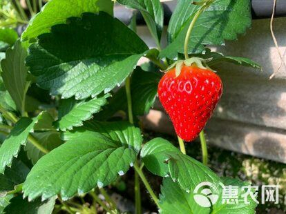 草莓苗专业蔬菜大棚育苗欢迎咨询