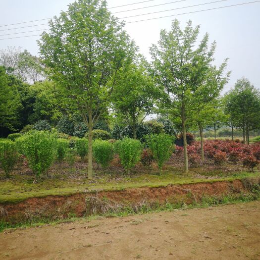 长沙县红叶石楠球 大量供应 景叶白楠
