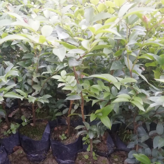 广州 沙巴嘉宝果四季嘉宝果有货有意者请来电