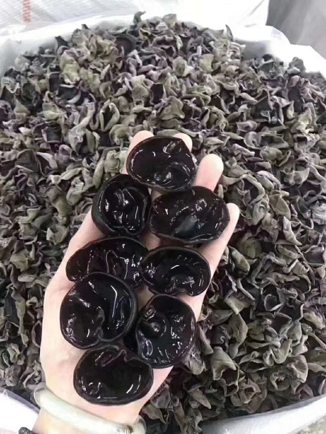 长白山锻木碗耳，我在产地，真正的产地直发，长白山优木耳