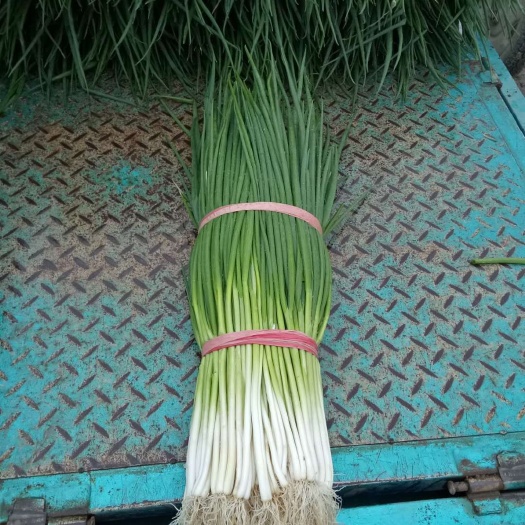 新泰市 营健精品蔬菜水洗小香葱