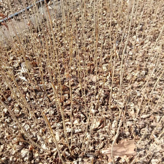 开原市东北连翘苗  东北连翘一年播种苗！10cm以上到40cm