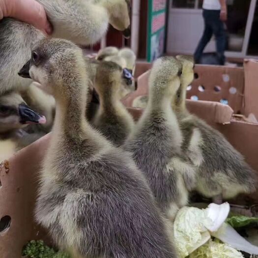 昆明灰鹅苗 大种灰鹅