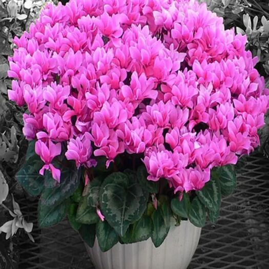 宿迁仙客来水仙  【批发价】仙客来花苗花卉绿植盆栽植物花兔子花一品冠仙客来花苗