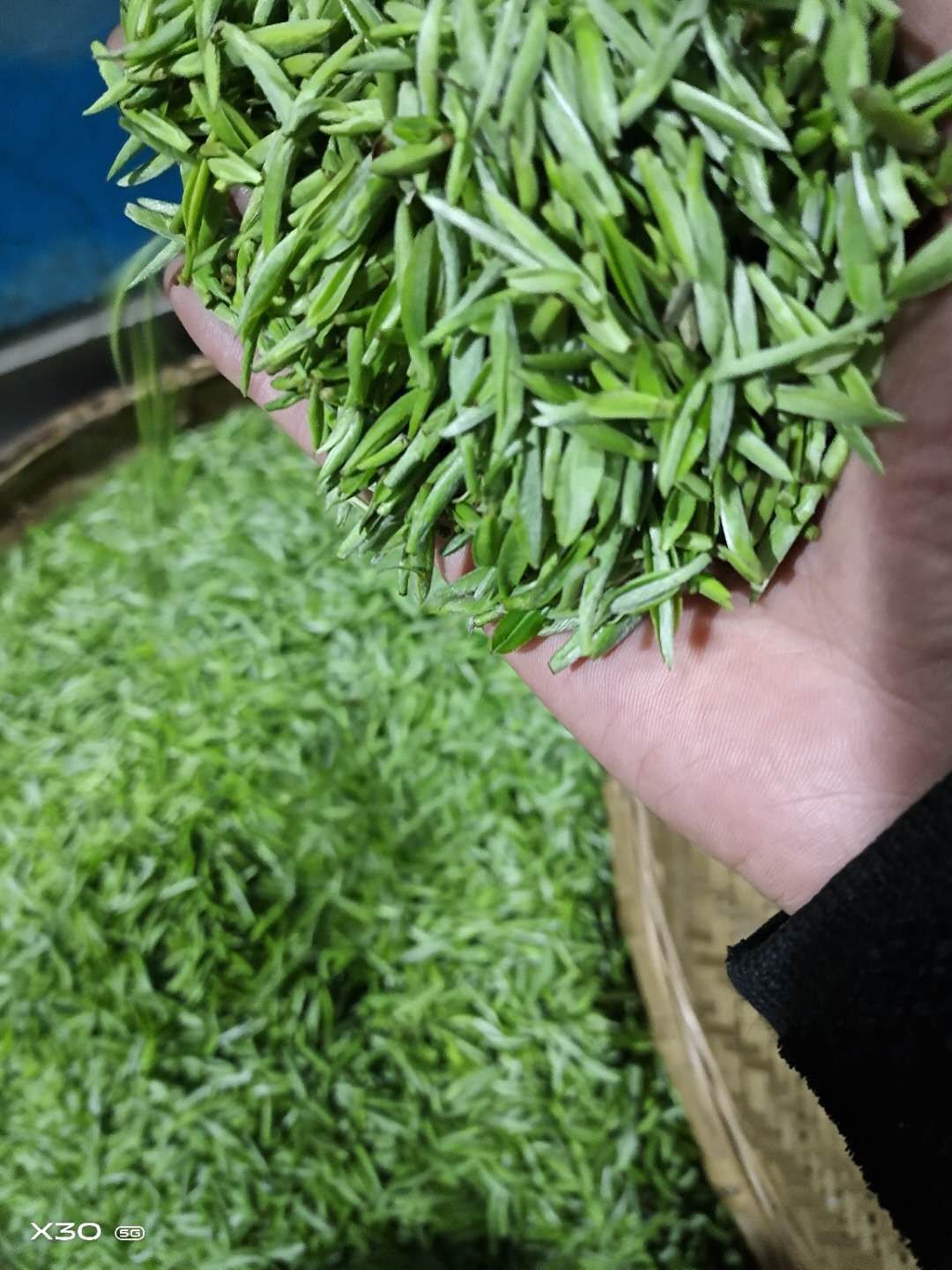  峨眉山高山有机绿茶竹叶青批发零售