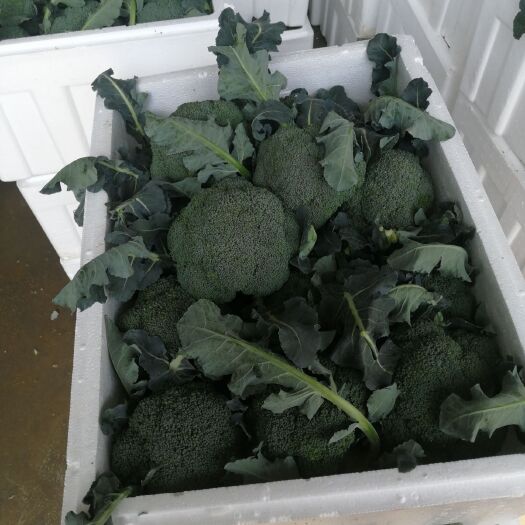 莒县 精品西兰花上市