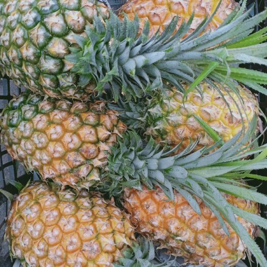 金华海南菠萝 水果