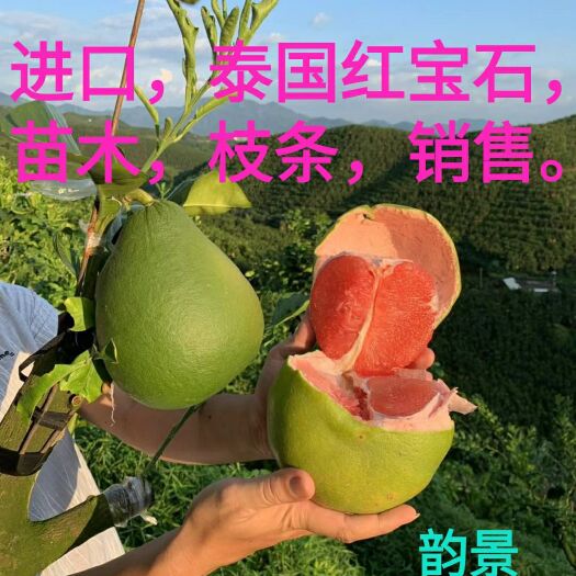 平和县泰国红宝石柚苗 泰国红宝石苗木，枝条销售。正宗泰国红宝石