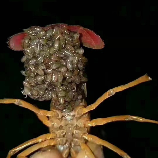 沭阳县 批发种虾，虾苗，欢迎各位老板预定，提供技术，全程指导