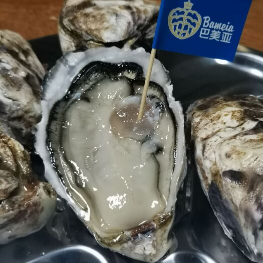 厦门三倍体生蚝 【巴美亚•海加那生蚝】高端刺身蚝