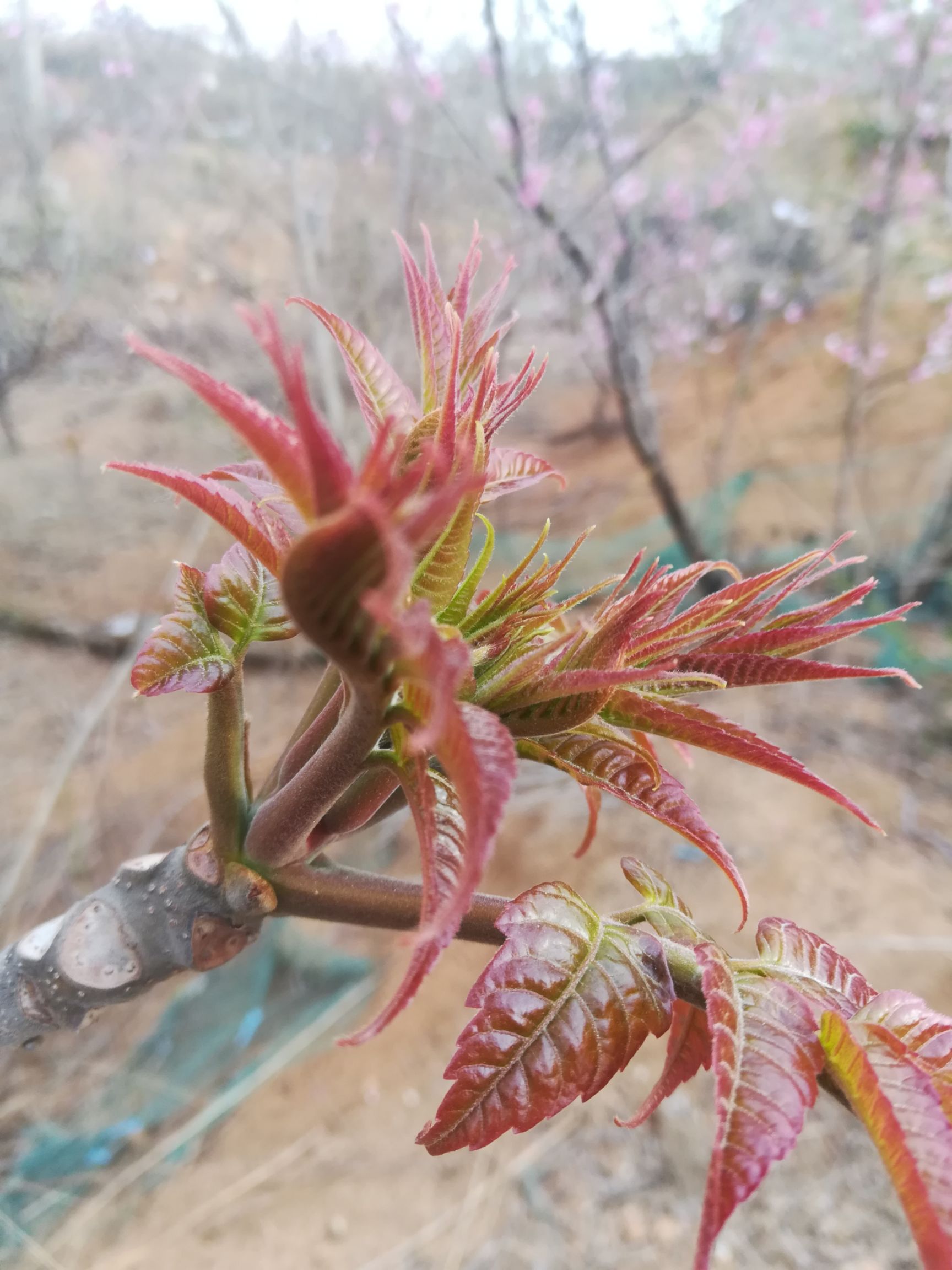 香椿芽