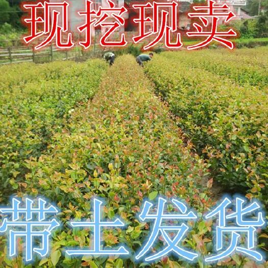 南京 南方种植茶油树苗江西长林系油茶苗树苗嫁接高产茶子茶籽树苗包邮
