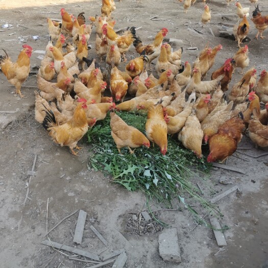 铜陵皖南黄脚散养土鸡种蛋