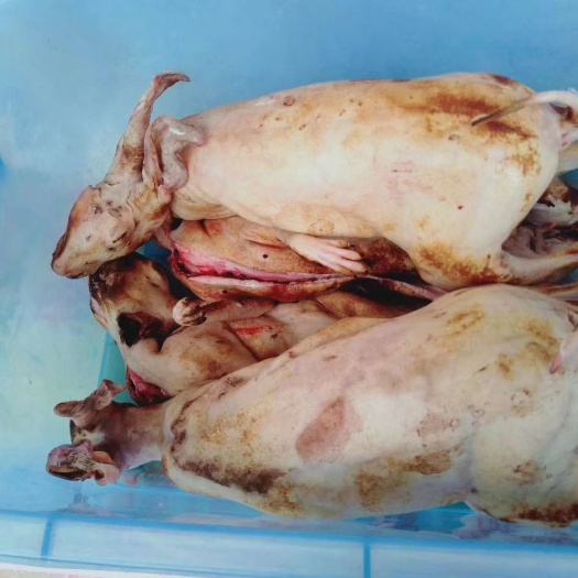 新兴县 肉兔