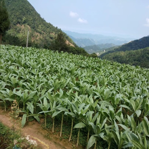 信宜市青香油麦菜 甜麦菜种植基地茂名农村山区山村农民种植粤西