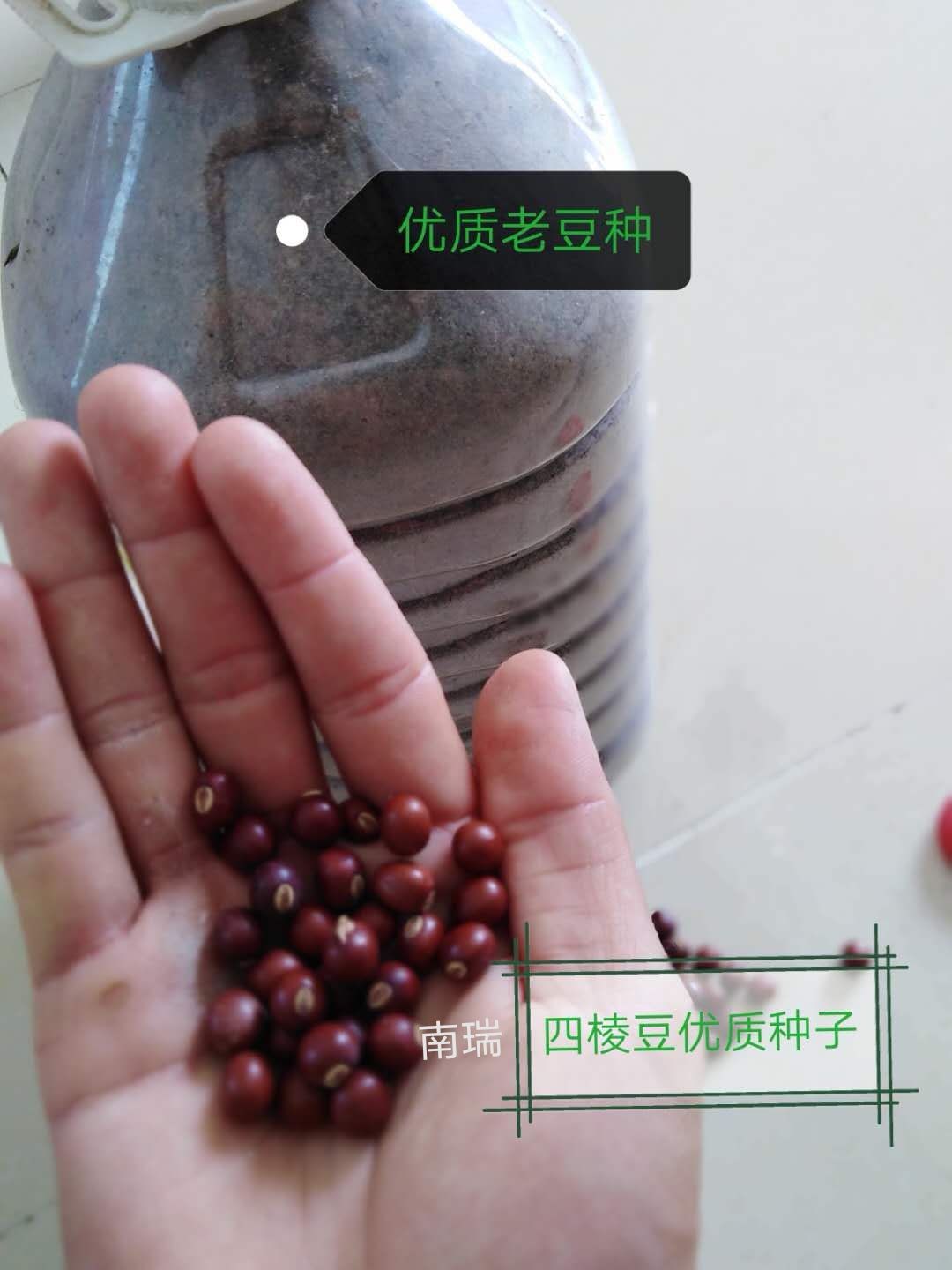 乐东黎族自治县四棱豆种子  四棱豆优质种子 四角豆 翼豆 香龙豆 皇帝豆