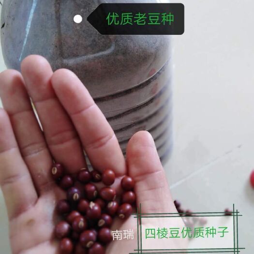 乐东县四棱豆种子  四棱豆优质种子 四角豆 翼豆 香龙豆 皇帝豆