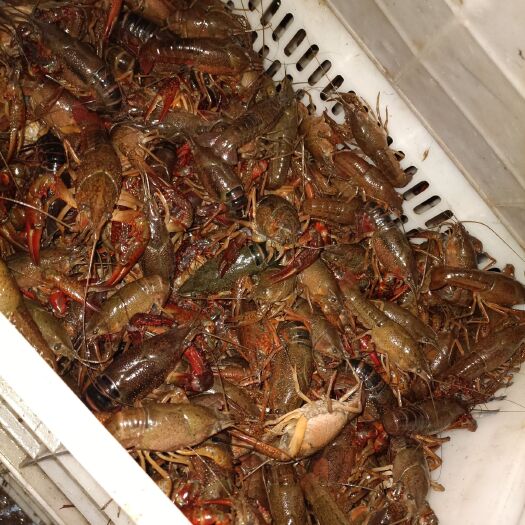 江陵县 各种规格小龙虾供应