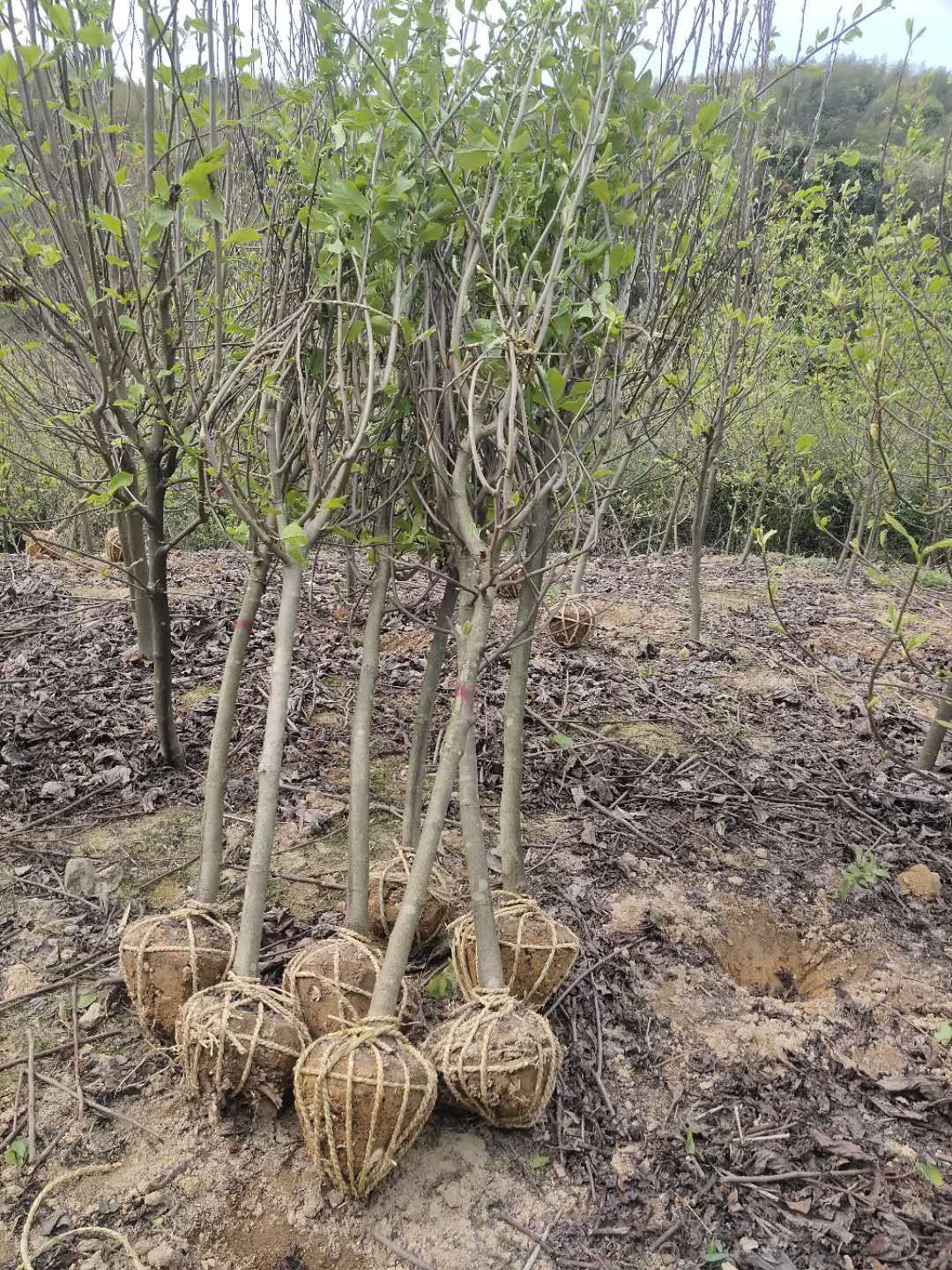  紫玉兰4公分大量出售