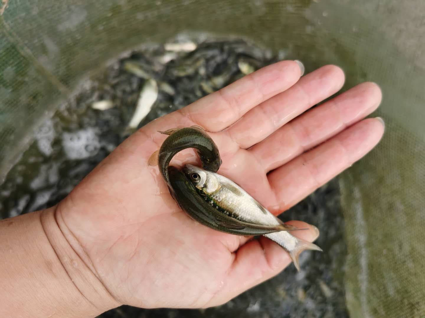 草鱼苗   全国各地免费送货上门，货到付款。量大从优。