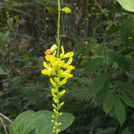 麻栗坡县黄花倒水莲 到水莲出售