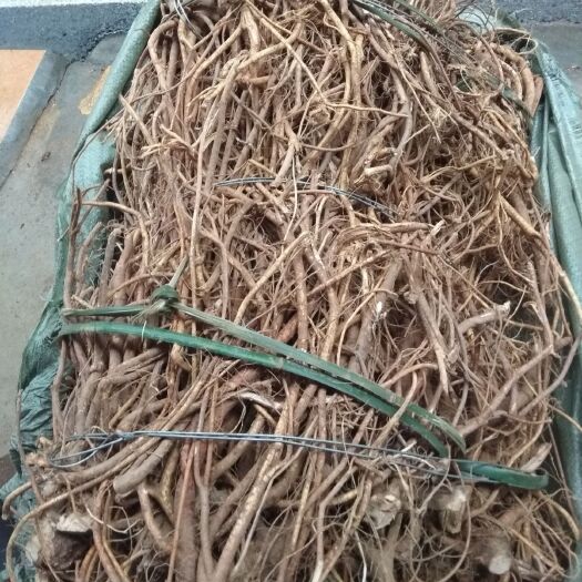 清远 新鲜五指毛桃，正崇五指，可看视频下单，一手货源线上交易有保