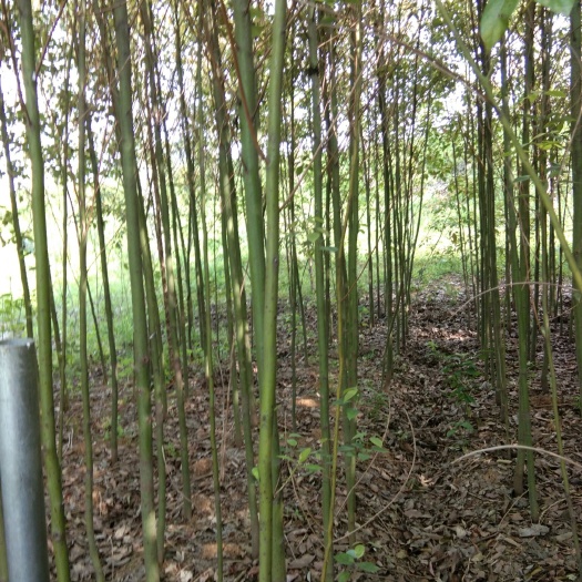 九江 香樟