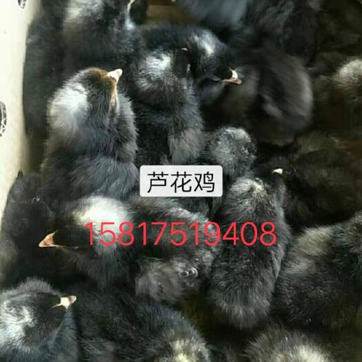 南宁芦花鸡苗 统货