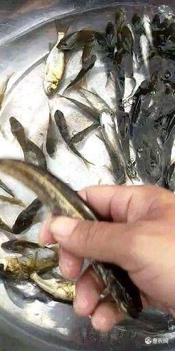 鲶鱼苗 专业水产养殖大量供应