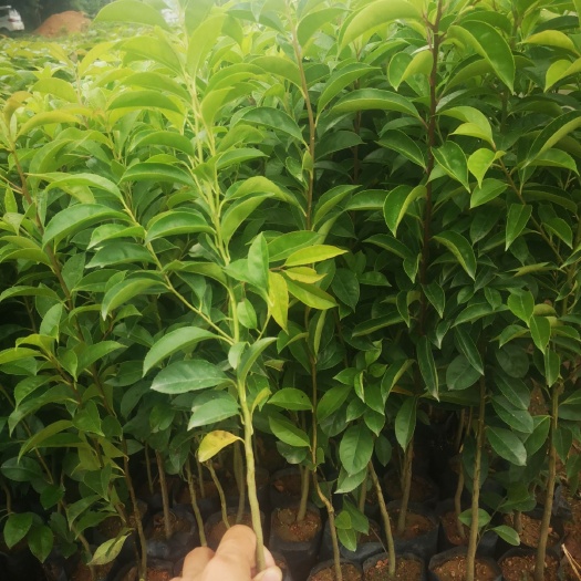 广州 供应铁冬青苗