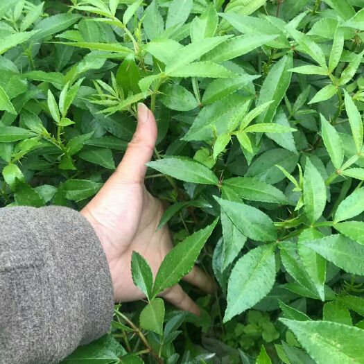 重庆市九叶青花椒苗   江津九青花椒苗眉山藤椒苗天之椒营养杯苗