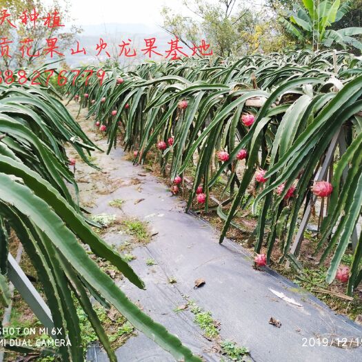 荣县红心火龙果苗