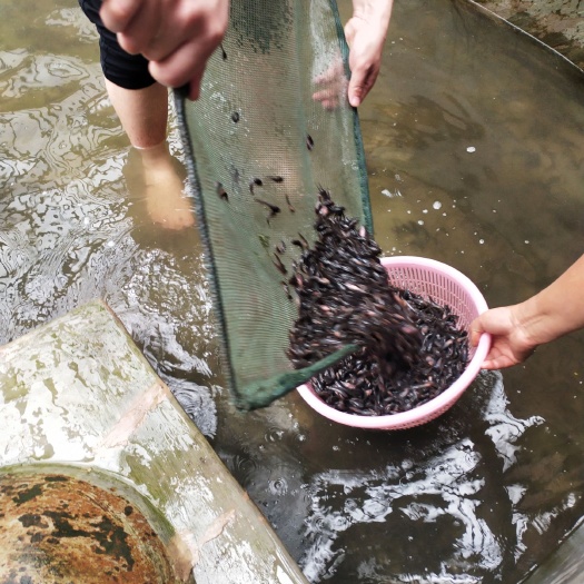 自贡 塘鲺鱼苗出售，预定
