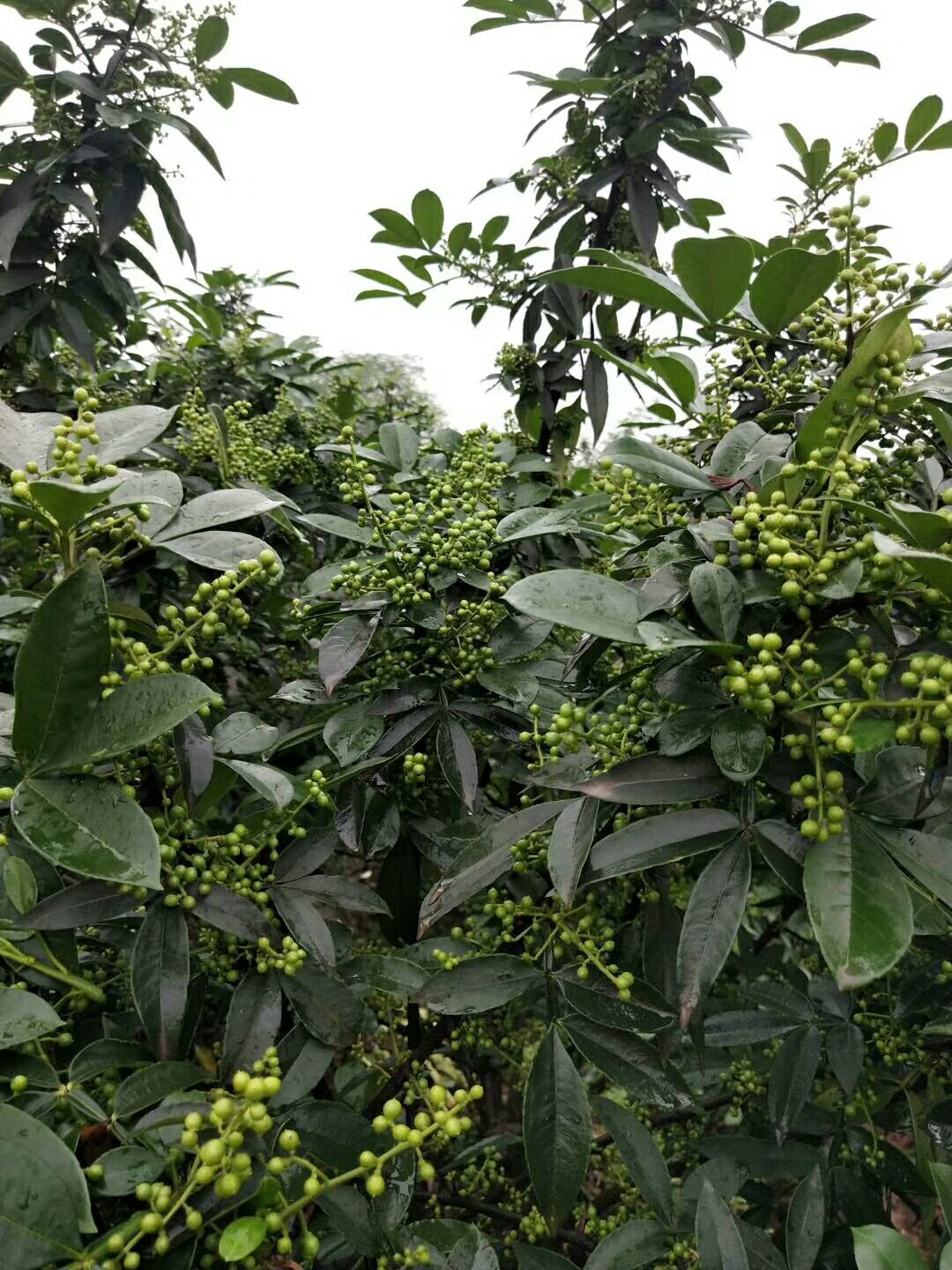 [九叶青花椒苗批发] 江津九青花椒苗眉山藤椒苗天之椒营养杯苗价格0