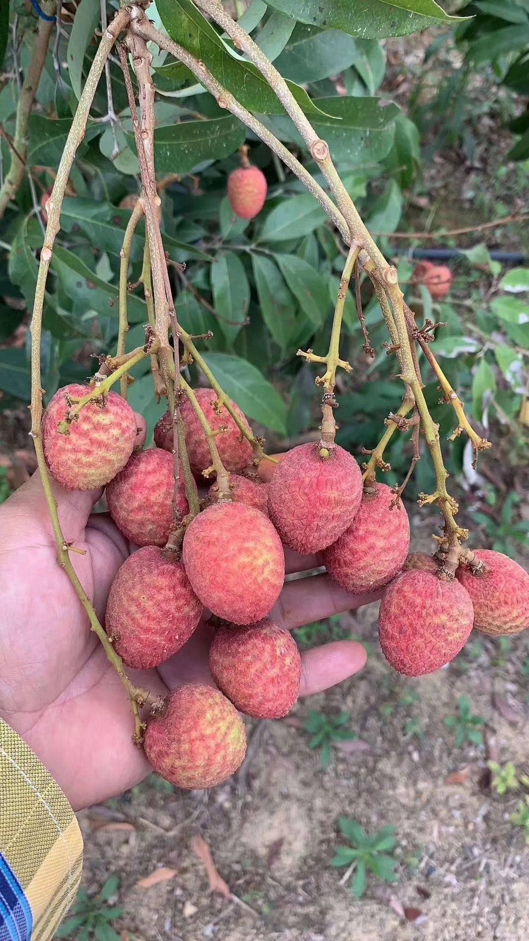 海口 桂花香荔枝