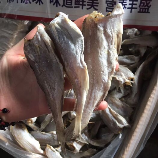  黄花鱼     产地直销    一手货源批发