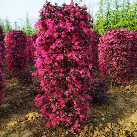 汝南县 红花继木柱子，多年精品柱型，树形立体饱满，自家货源，价低！