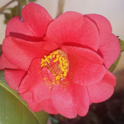 鹤庆县 云南茶花树，需要联系。