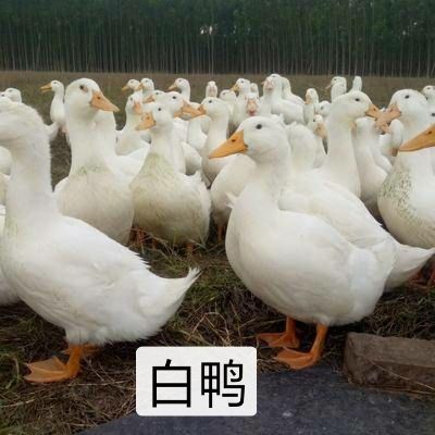 南宁白鸭苗