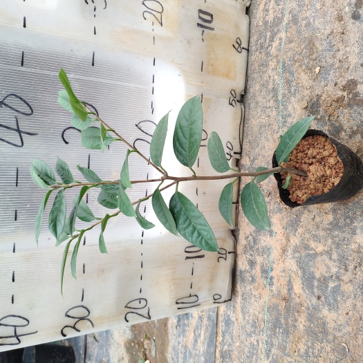 东兴市 金花茶苗 金花茶盆栽 扦插苗 2年 多分叉 开花早