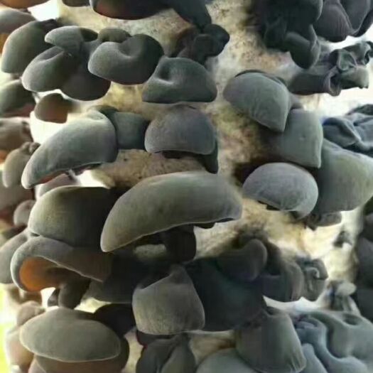  东北特级木耳，泡发率高，质量好，价格合理
