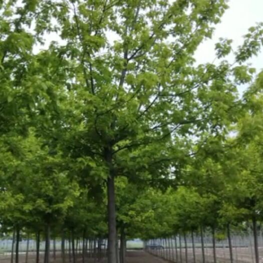 郓城县 十二公分金叶复叶槭