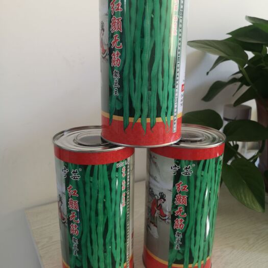四季豆種子  豆王 無(wú)筋豆種子  架豆王種子 紅籽泰國(guó)豆種子