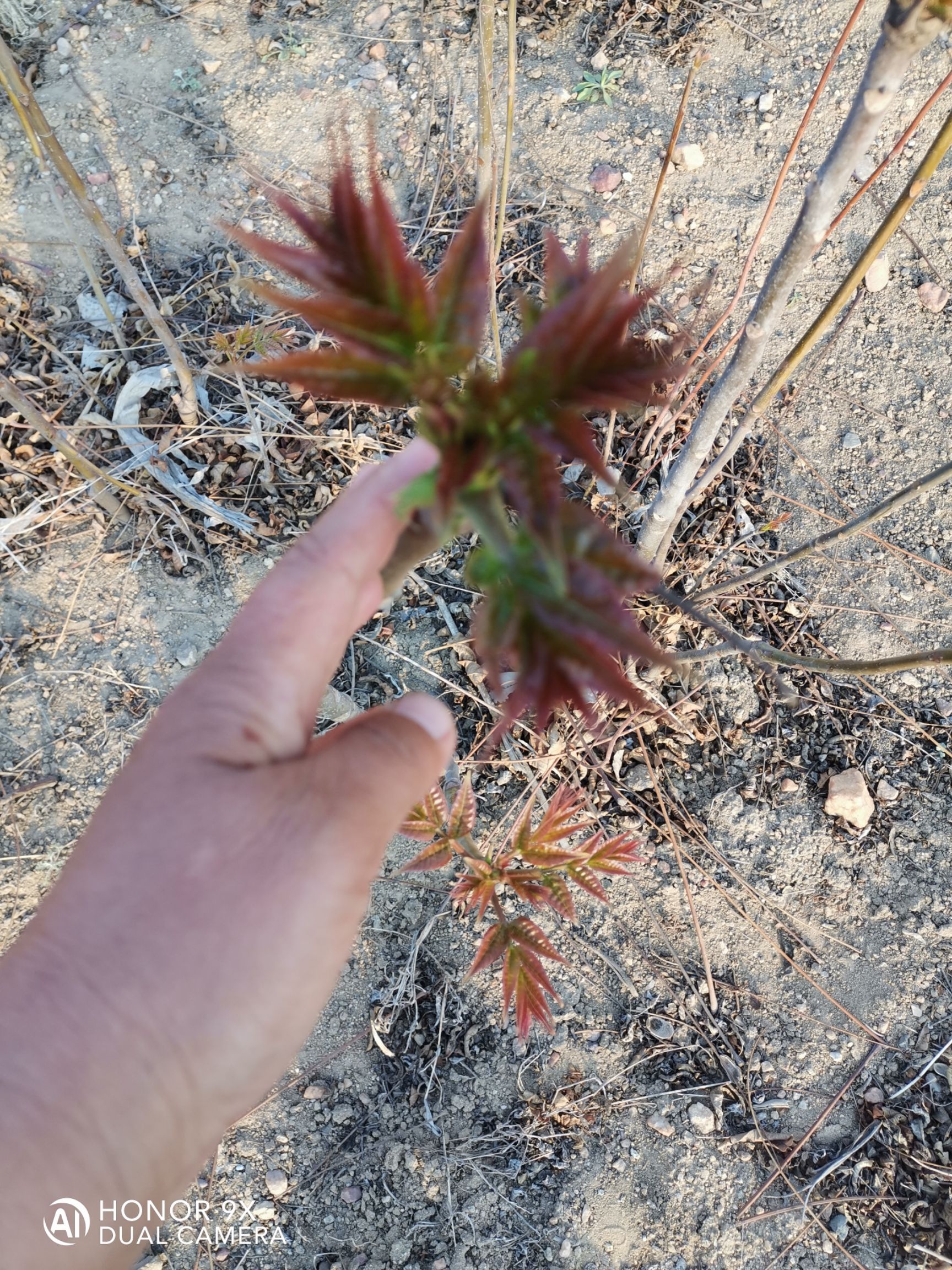 红油香椿  红香椿芽 混装通货