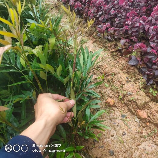 长沙 基地大量供应优选十大功劳工程苗篱笆苗顾客至上量大从优