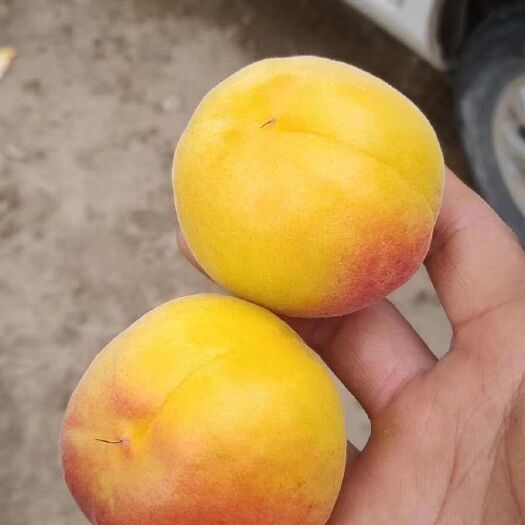 大荔县丰源红杏  金太阳杏