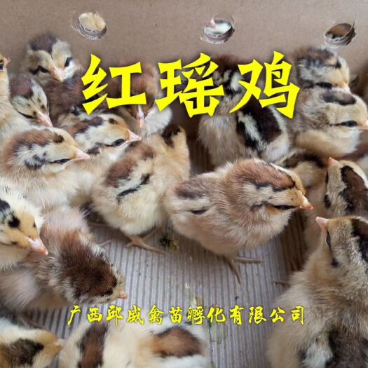 南宁 鸡苗  红瑶鸡苗