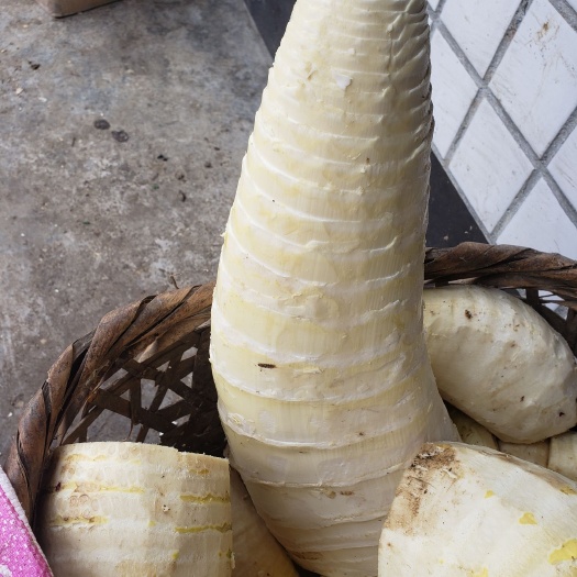 興文縣 農(nóng)家大量竹筍